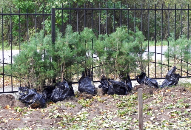 По инициативе Анатолия Бурова в вичугском парке прошел субботник 