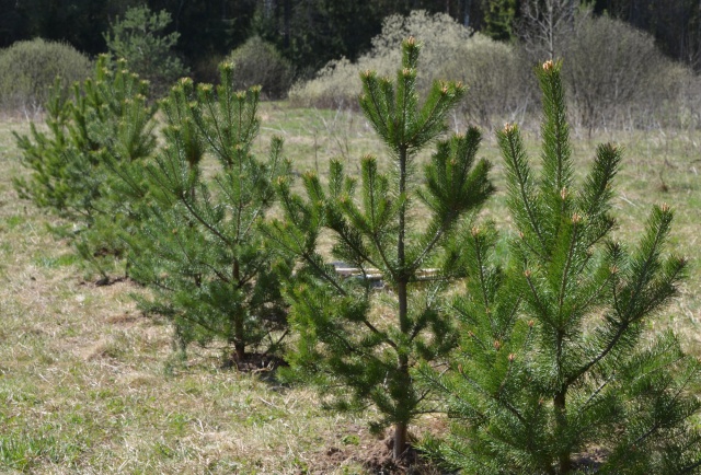 Поздравление с Днем работников лесного хозяйства